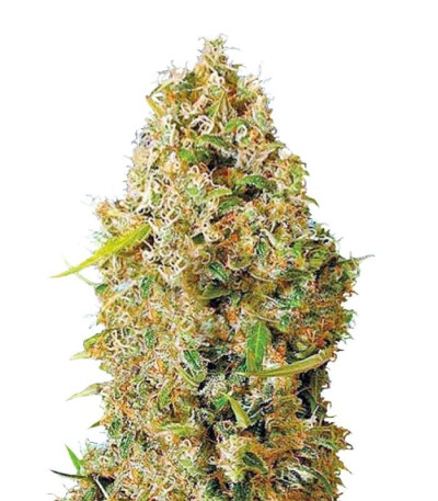 Семена сорта Auto Kali's Mistery fem