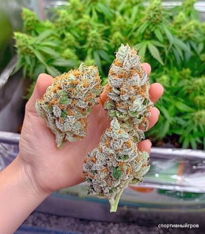 Семена сорта Gorilla fem (Семяныч)