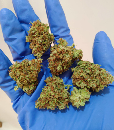 Семена сорта Auto Lennon fem (Pyramid Seeds)