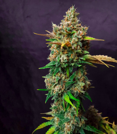 Семена сорта Godzilla Cookies Auto fem (Herbies Seeds)