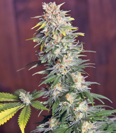 Семена сорта Killer Kush F1 Fast Version fem (Sweet Seeds)