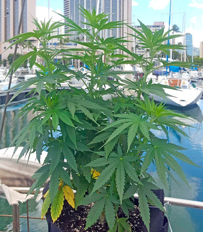 Семена сорта Strawberry Amnesia fem (Dinafem Seeds)