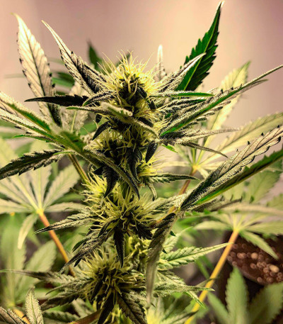 Семена сорта Super Glue #4 Auto fem (High Speed ​​Buds)