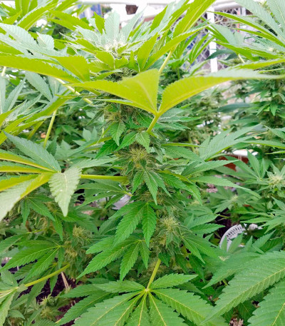 Семена сорта Amnesi-K fem