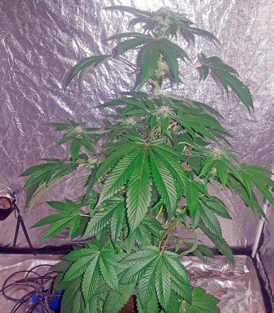 Семена сорта Bubba Kush fem (Humboldt Seeds)