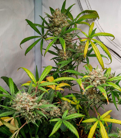 Семена сорта Jealousy Z XL Auto fem (Sweet Seeds)