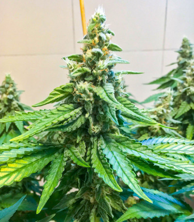 Семена сорта Kali Banner fem (AlphaFem Seeds)