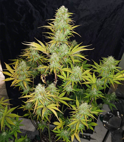 Семена сорта Original Auto White Widow fem (FastBuds)