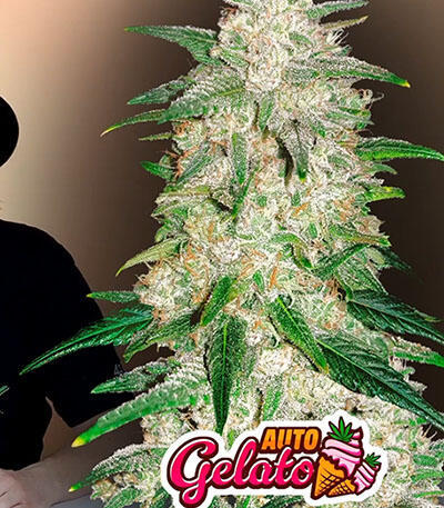 Семена сорта Gelato Auto fem (FastBuds)