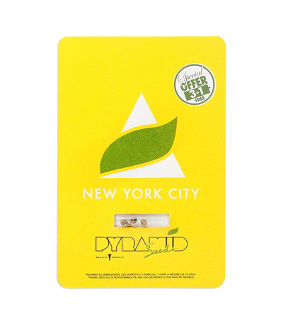 Семена сорта New York City fem (Pyramid Seeds)