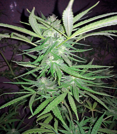 Семена сорта Critical Cheese fem (Dinafem Seeds)