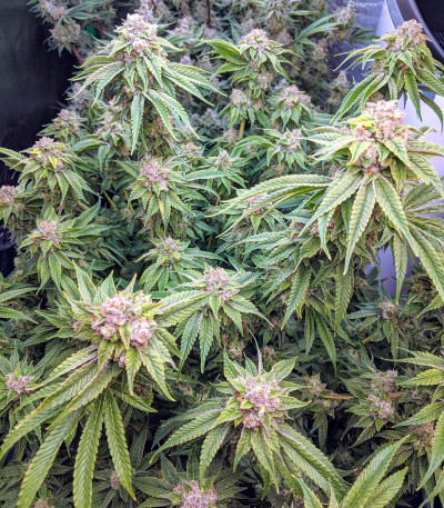 Семена сорта Delicious Cookies fem (Delicious Seeds)