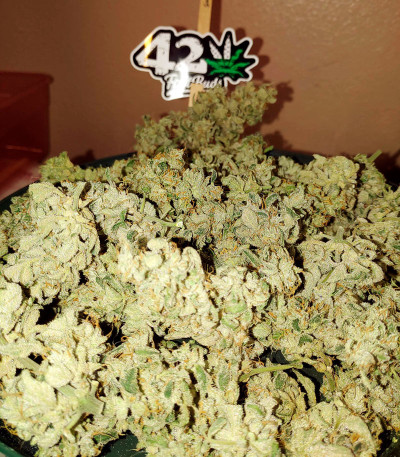 Семена сорта Strawberry Banana Auto fem (FastBuds)