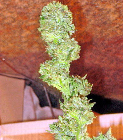 Семена сорта Trainwreck fem (Humboldt Seeds)