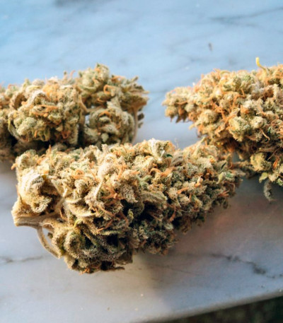 Семена сорта Big Foot fem (Sweet Seeds)