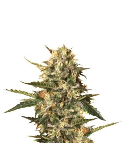 Семена сорта Mother Gorilla (Royal Madre) fem (Royal Queen Seeds)