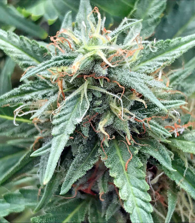Сорт каннабиса Blue Critical Autoflowering