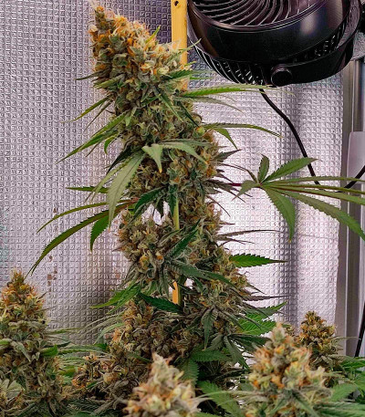 Семена сорта DDoS #33 fem (Herbies Seeds)