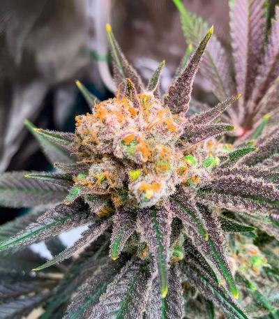 Семена сорт OG Kush Fast Version fem (Семяныч)