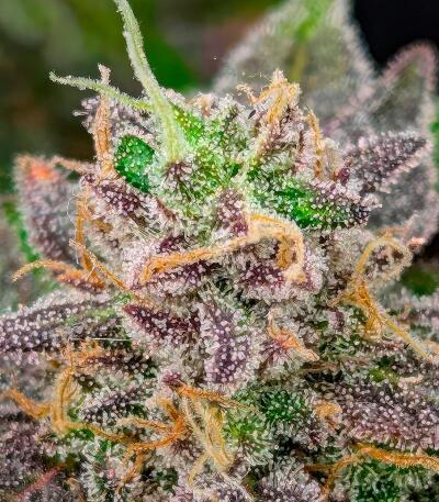 Семена сорта Papaya Frosting fem