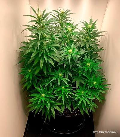 Семена сорта Eleven Roses fem (Delicious Seeds)