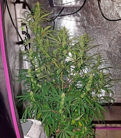Семена сорта Sterling Haze fem (Nirvana Seeds)