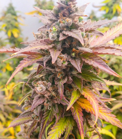 Семена сорта Caramelo Early Version fem (Delicious Seeds)