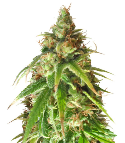 Семена сорта Ganj-nam Style fem (Dr. Krippling Seeds)