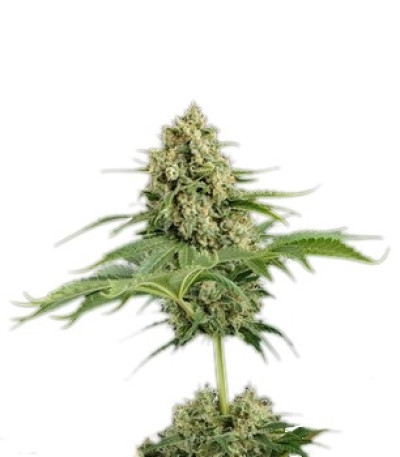 Семена сорта Moby Dick fem (Dinafem Seeds)