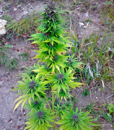 Семена сорта Sweet Purple fem (Paradise Seeds)