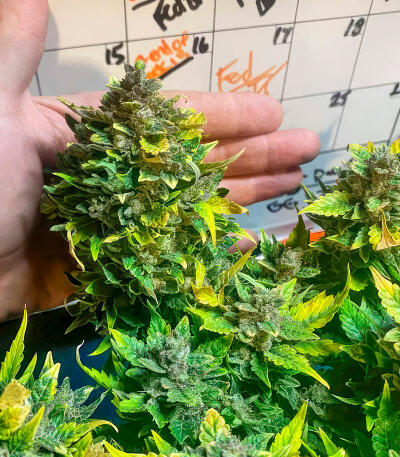 Семена сорта Also Know 47 Autoflower fem (Seedkeepers)