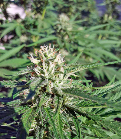 Семена сорта Chocolate Mint OG fem