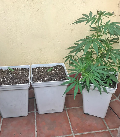 Семена сорта Sumo's OG Kush Auto fem (Sumo Seeds)