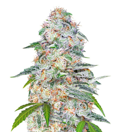 Семена сорта Blue Dream auto fem (FastBuds Seeds)