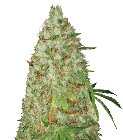Семена сорта Night Night fem (KFC Seeds)