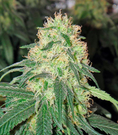 Семена конопли California Hash Plant 