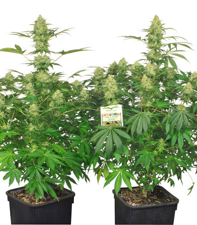Сорт марихуаны Night Queen