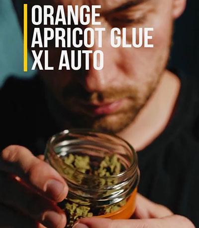 Семена сорта Orange Apricot Glue XL Auto fem (Sweet Seeds)