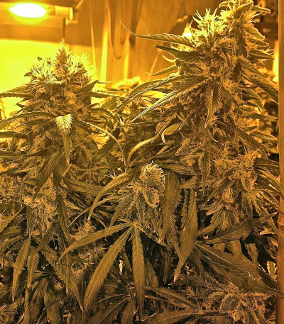 Семена сорта Raspberry Diesel fem