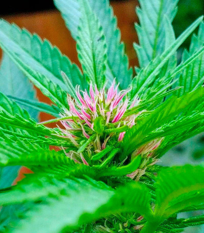 Семена сорта Serious 6 reg (Serious Seeds)