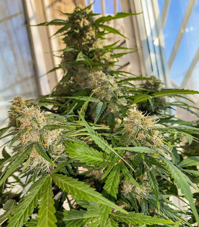 Семена сорта Super Lemon Haze Auto (Семяныч)