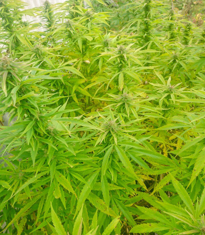 Семена сорта Delicious Candy Early Version fem (Delicious Seeds)