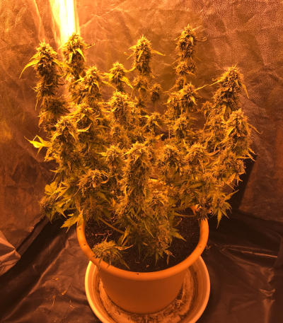 Семена сорта LSD auto fem (Семяныч)