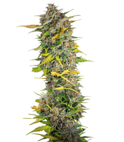 Семена сорта Cream Mandarine Auto fem (Sweet Seeds)