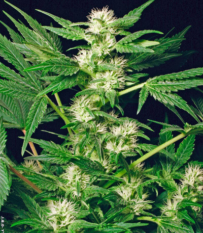 Семена сорта White Russian fem (Serious Seeds)