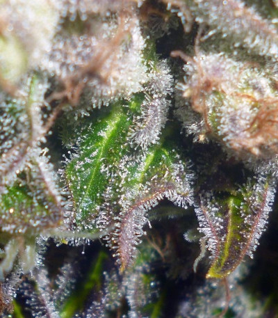 Семена сорта Prozack fem