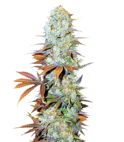 Семена Somango шишки