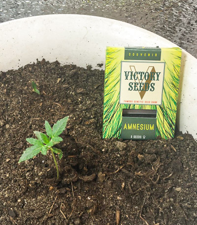 Семена сорта Amnesium fem (Victory Seeds)