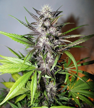 Семена сорта LSD-25 Auto fem