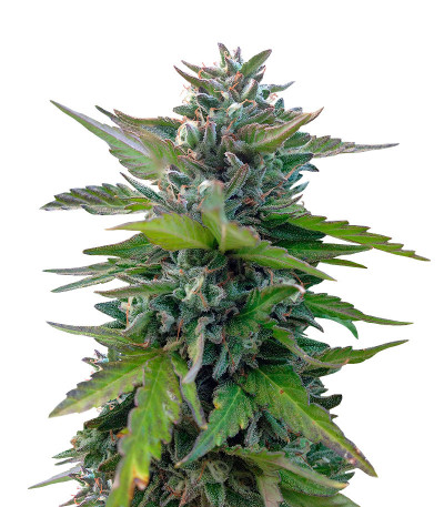Семена сорта Black Cherry Punch fem (Pyramid Seeds)